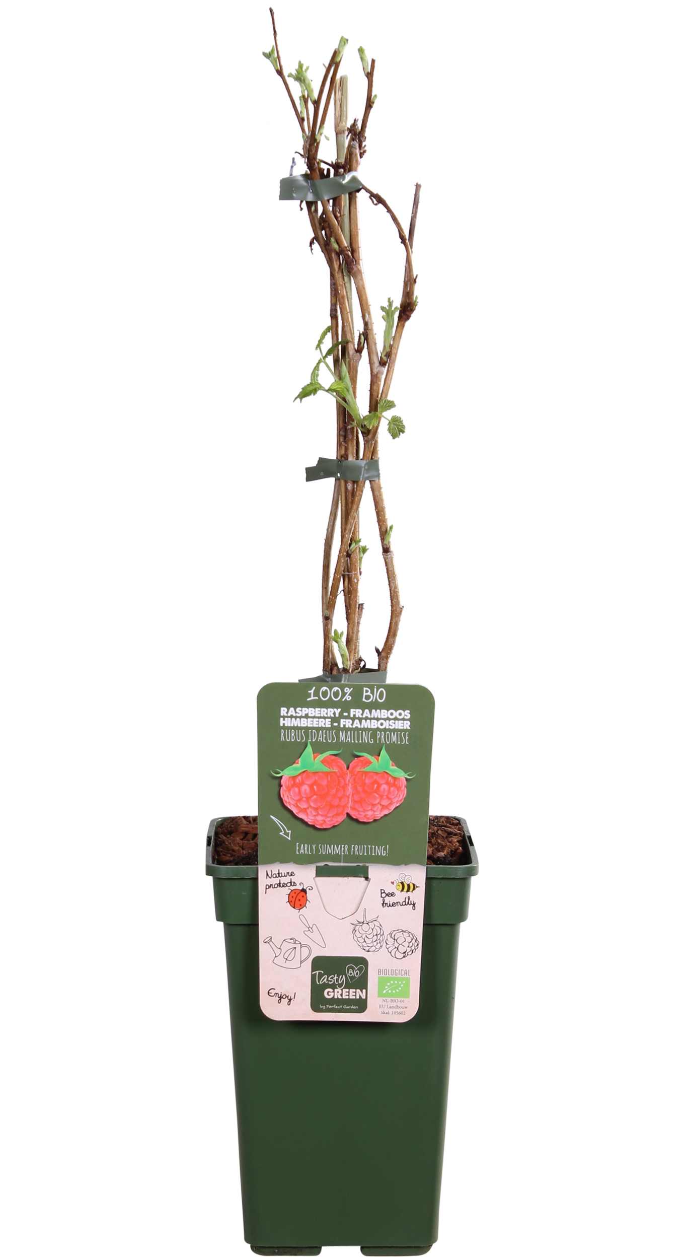 Framboos (Rubus ideaus) (M)