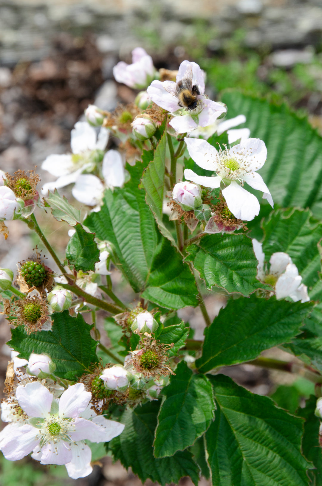 Rubus fruticosus (Zwarte braam) online kopen | Plantsome