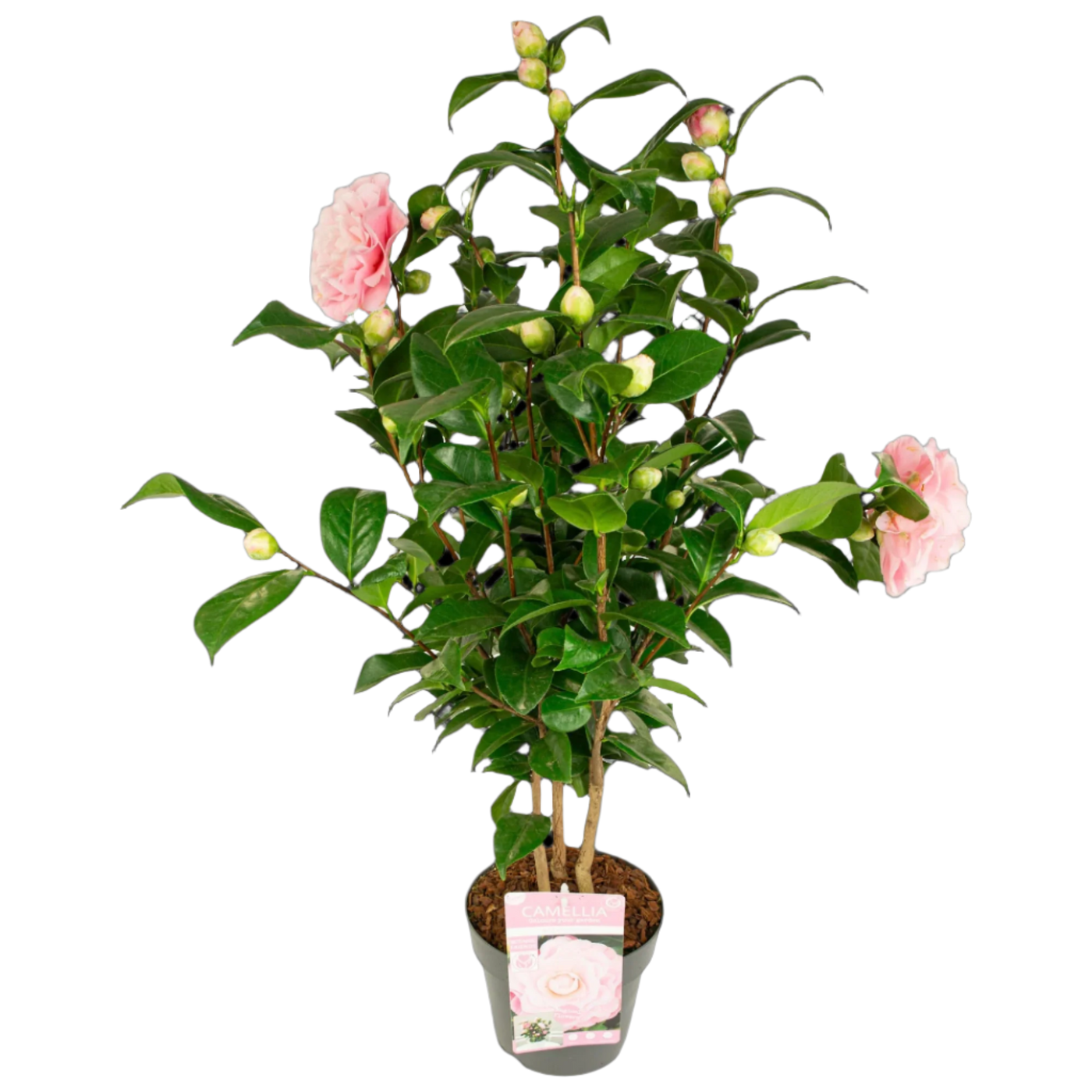 Japanse roos (M) (Camellia jap. "Nuccio's gem")