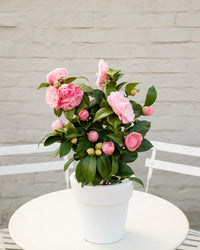 inspiratie-1