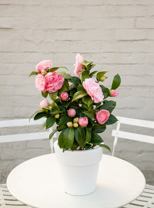 inspiratie
