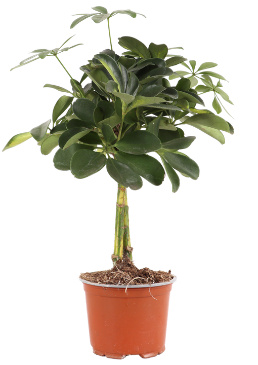 Schefflera gold capella (Vingerboom) (S)