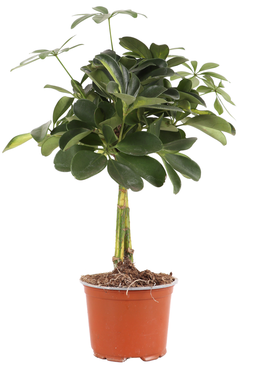 Schefflera gold capella (Vingerboom) (S)