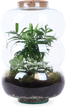 Terrarium rondingen (L)