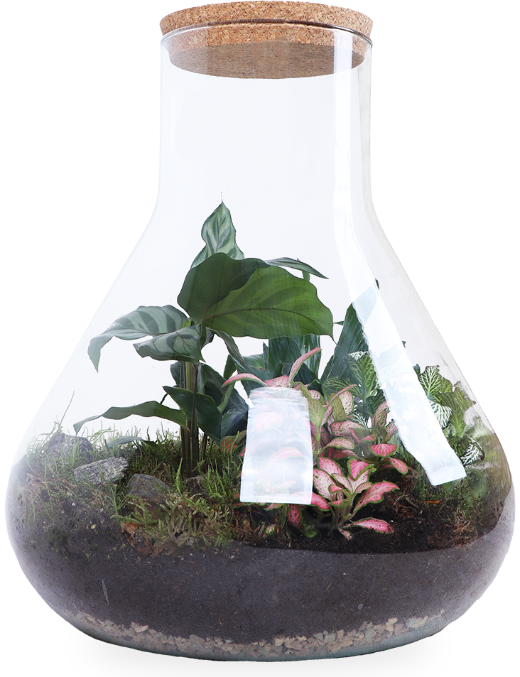 Terrarium erlenmeyer (L)