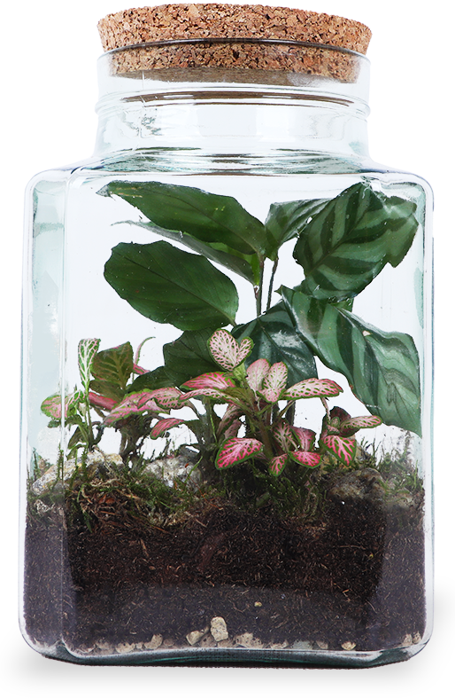 Terrarium vierkant (S)