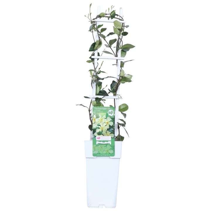 Toscaanse jasmijn (M) (Trachelospermum "star of Toscane") 70cm