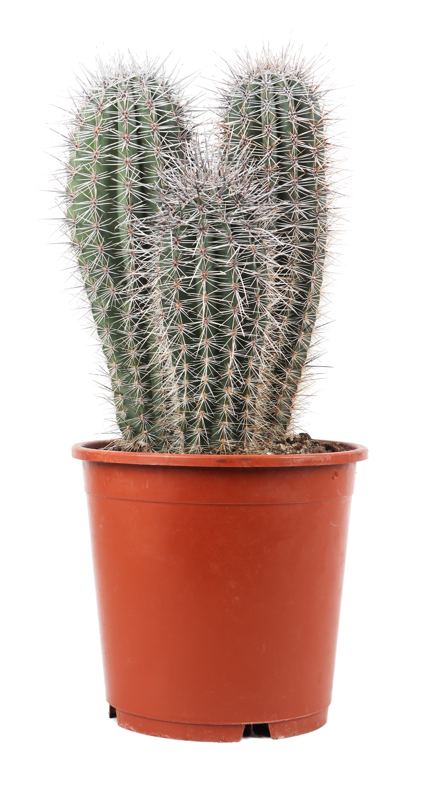 Pachycereus pringlei (Zuilcactus) (M)
