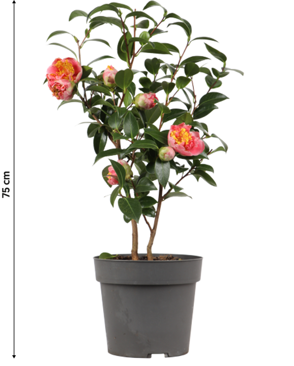 Japanse roos (M) (Camellia jap. "Volunteer")