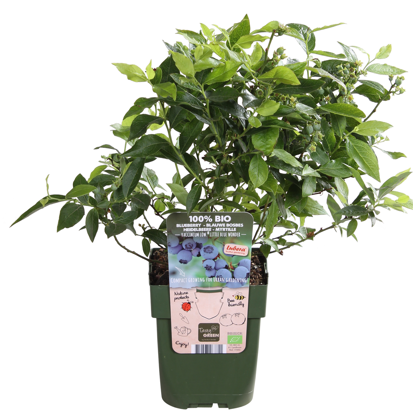 Blauwe bosbes (S) (Vaccinium corymbosum)