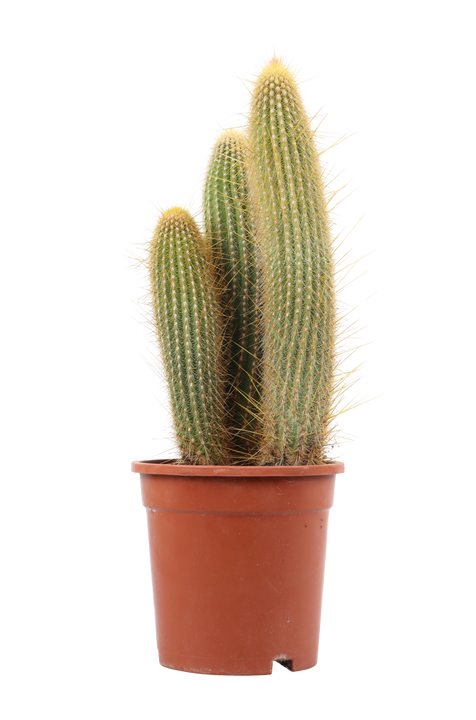 Vatricania guentheri (Zuilcactus) (S)