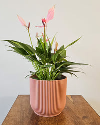 inspiratie-1