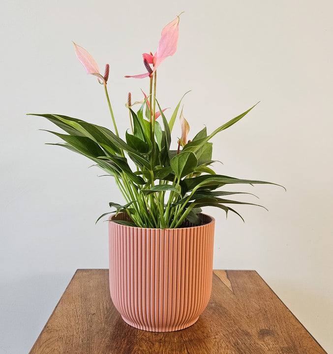 inspiratie