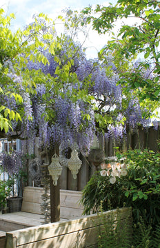 Blauwe regen (M) (Wisteria sinsensis caroline)