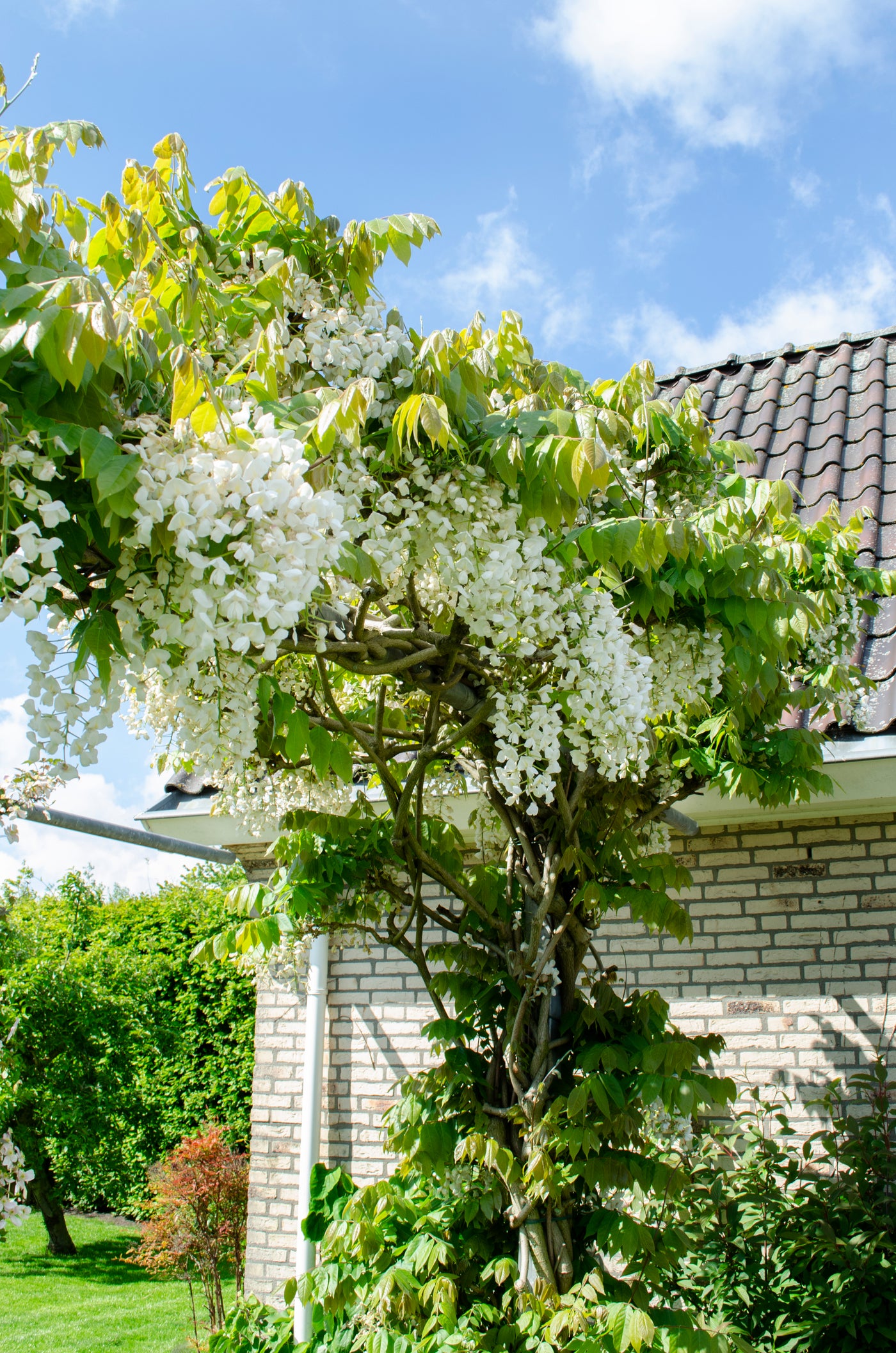 inspiratie