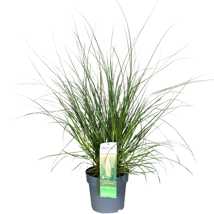 Pampasgras (L) (Cortaderia selloana evita)