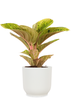 Aglaonema Apple Fantasy (S)