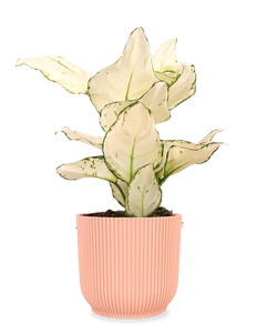 Aglaonema White Joy (S)