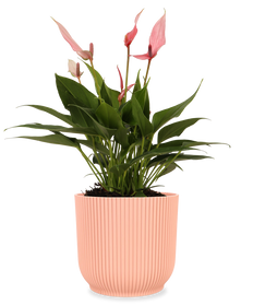 Roze Anthurium (Flamingoplant)