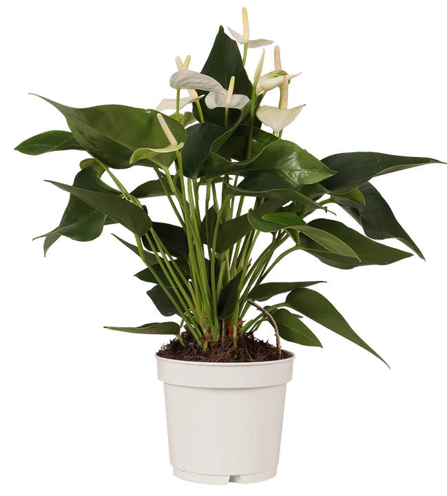 Witte Anthurium (Flamingoplant)