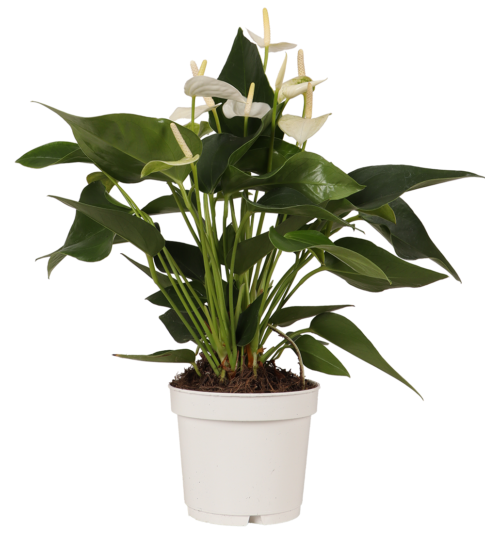 Witte Anthurium (Flamingoplant)