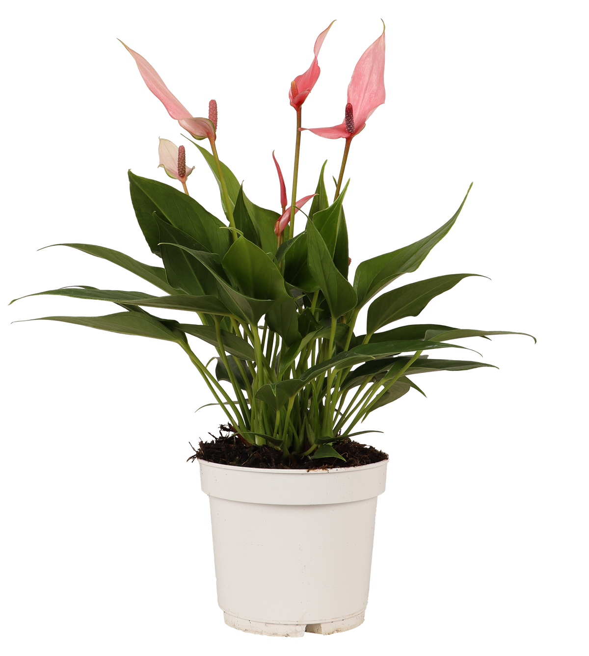 Anturium Roz Roze Anthurium (Flamingoplant) | Plantsome