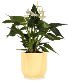 Witte Anthurium (Flamingoplant)