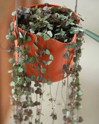 inspiratie-1