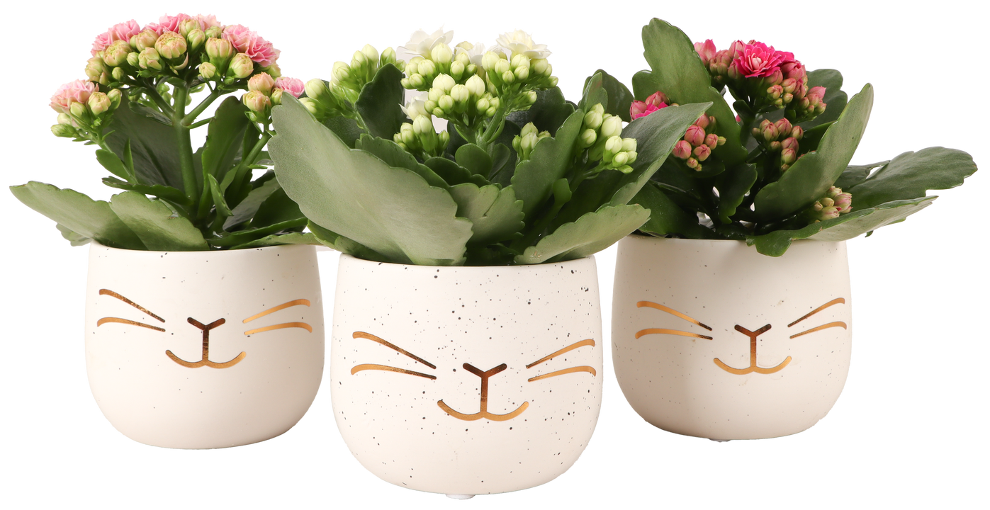 Kalanchoe in paaspotje