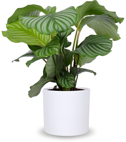 Calathea orbifolia (Pauwenplant) (M)