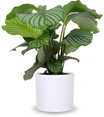 Calathea orbifolia (Pauwenplant) (M)
