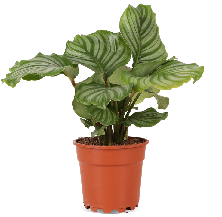 Calathea orbifolia (Pauwenplant)