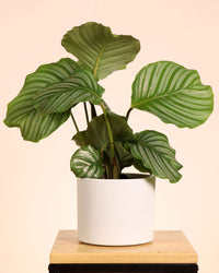 inspiratie-2