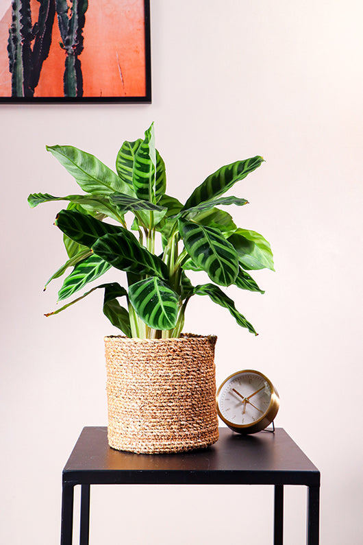 calathea pauwenplant verzorging orbifolia zebrina