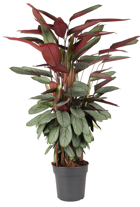 Calathea Silverstar (XL)