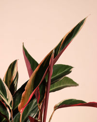 inspiratie-2