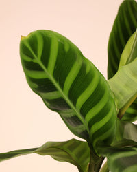 inspiratie-2