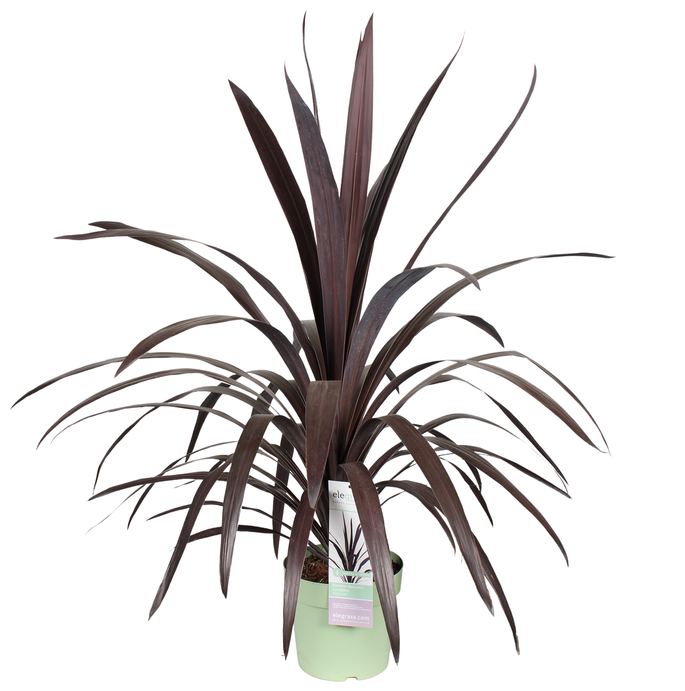 Koolpalm (M) (Cordyline ob. Superstar)
