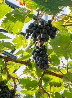 Blauwe druif (L) (Vitis vinifera Dornfelder)