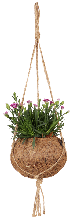 Dianthus pink kisses (Anjer) in Kokodama