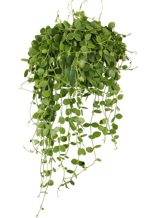 Dischidia Nummularia (Dubbeltjesplant) (S)
