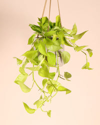 inspiratie-3