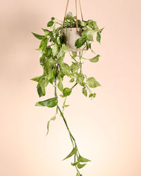 inspiratie-1