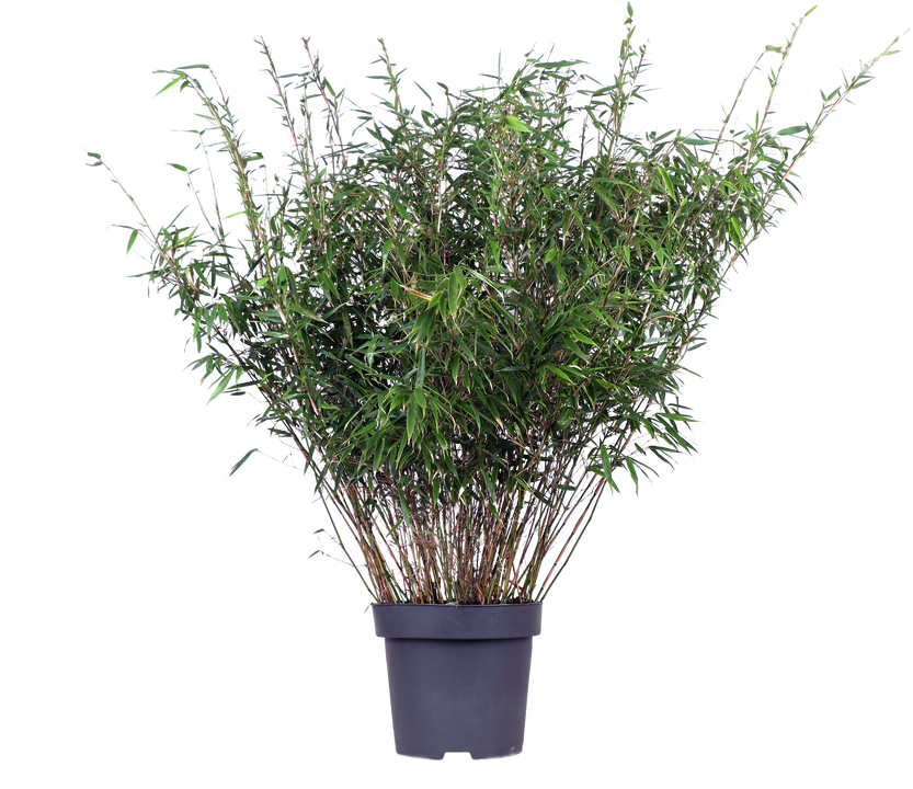 Bamboe (L) Fargesia rufa