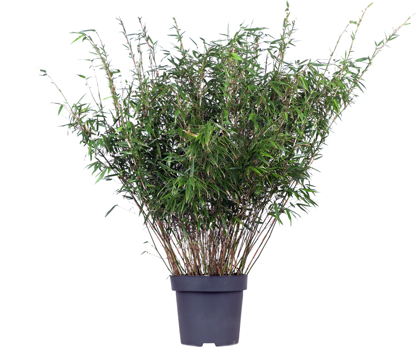 Bamboe (L) Fargesia rufa