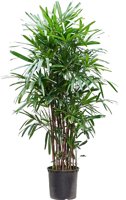 Rhapis excelsa (Stokpalm) (XXL)
