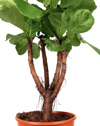 Ficus lyrata vertakt op stam (Tabaksplant) (XL) inspiratie 1