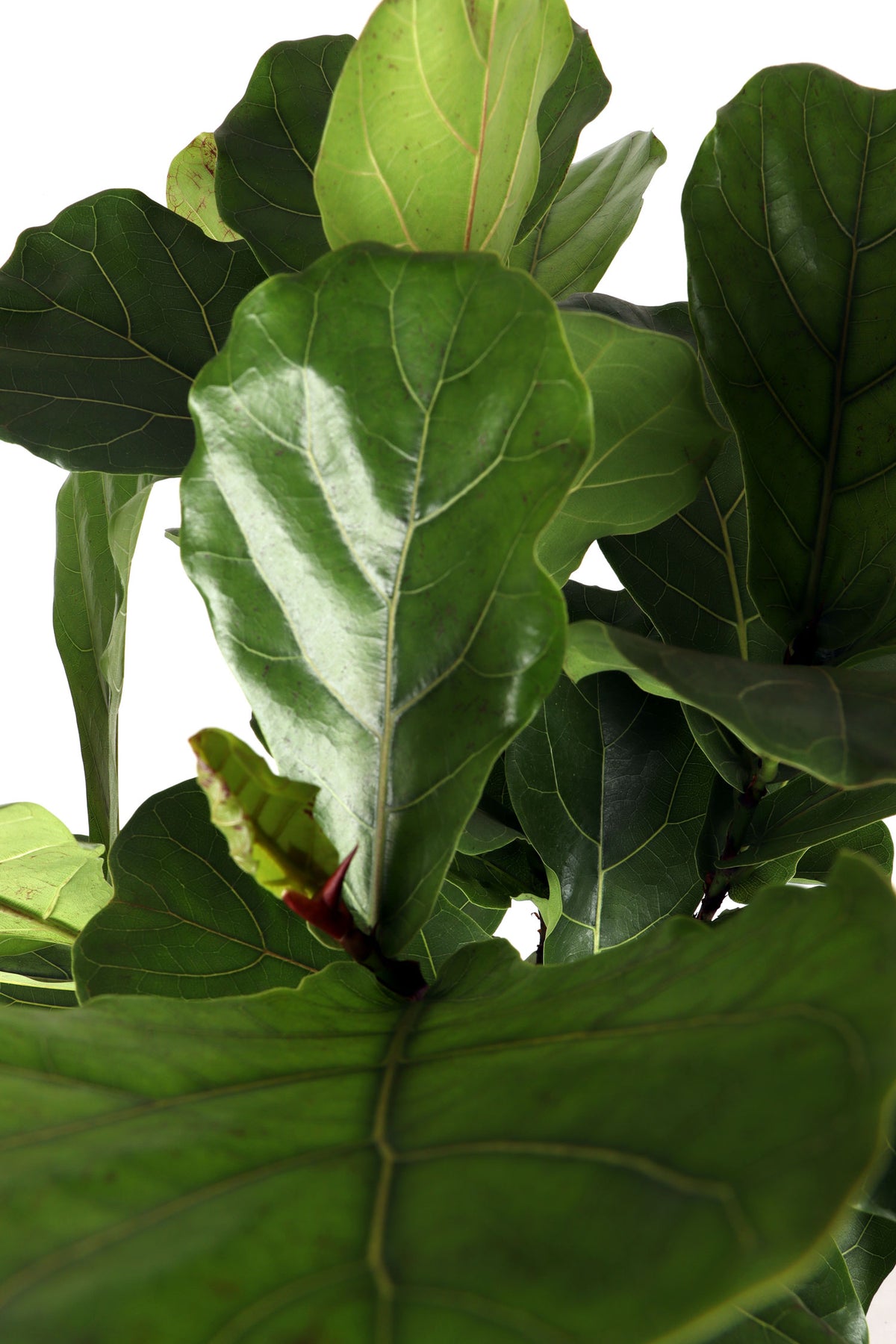 Ficus lyrata vertakt op stam (Tabaksplant) (XL) inspiratie 2