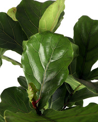 Ficus lyrata vertakt op stam (Tabaksplant) (XL) inspiratie 3
