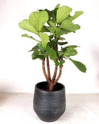 Ficus lyrata vertakt op stam (Tabaksplant) (XL) inspiratie 4